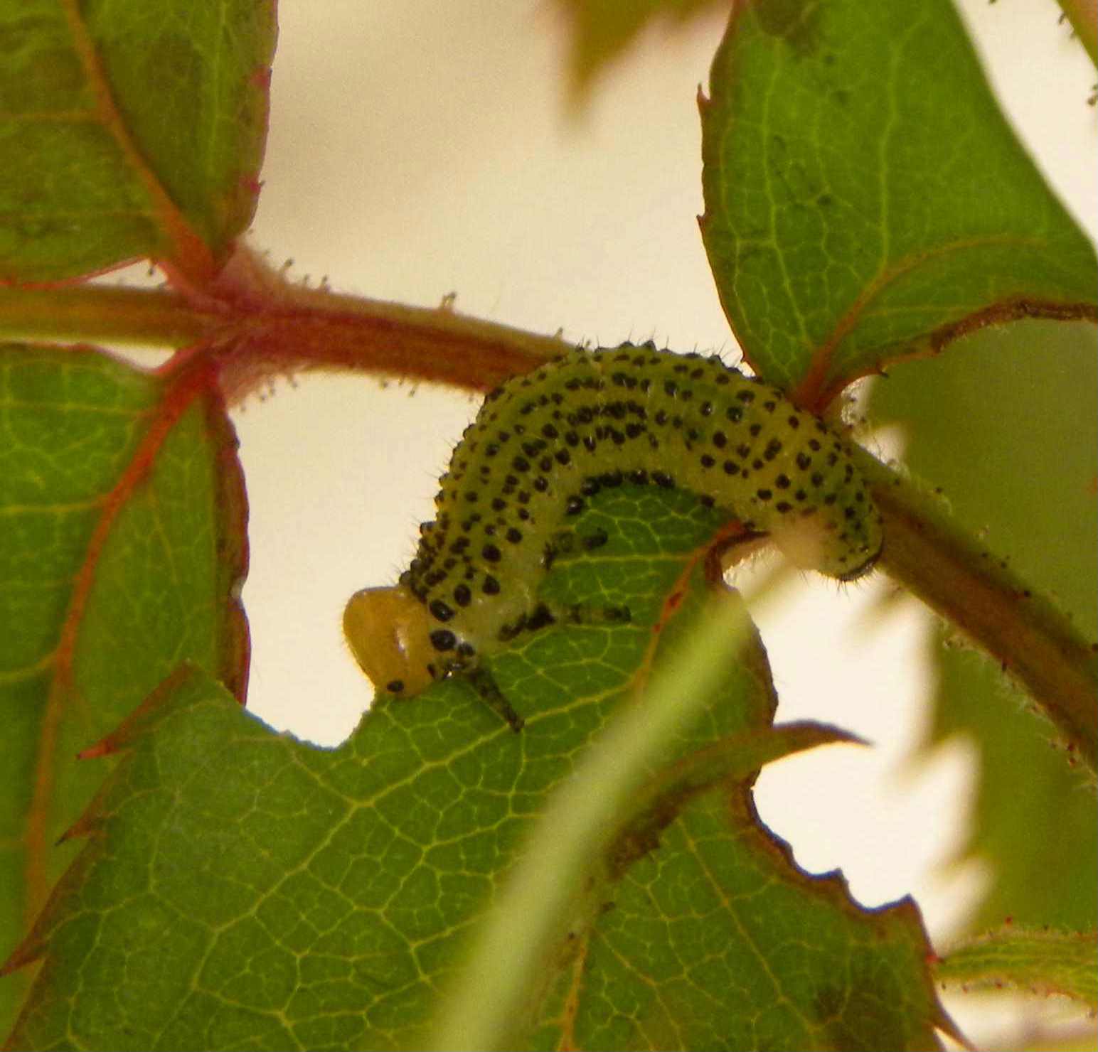 bruco da determinare